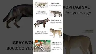 The ANCESTOR to all dogs and cats 🐕🐈😺🐶