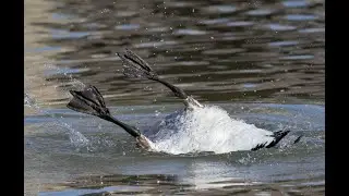 Canada geese was turning upside down in the water while it was bathing