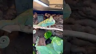Adventures of veiled chameleon Rango!