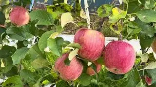 জাপানের আপেল গ্রাম । Japanese Apple Village | Beautiful Nature | Travelingvlog | Bengali Vlog 