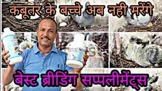 कबूतर के बच्चे को जल्दी बड़ा करने का सबसे आसान तरीका / Best Suppliments To Enhance Pigeon Breeding