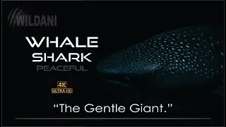 🐋 Whale Shark &ndash; The Gentle Giant of the Deep | Wildani