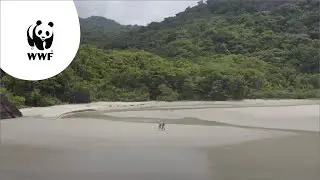 Het Atlantisch Regenwoud