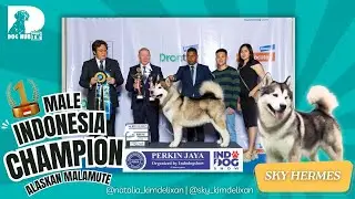 Indonesia Champion Alaskan Malamute kualitas terbaik di Indonesia Kimdelixan Sky Hermes