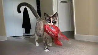 Когда ваш кот удивляет вас своим странным маленьким сокровищем 😹