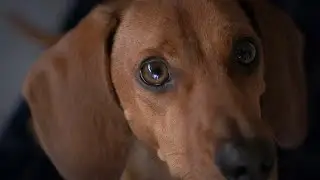 Cinematic Dog Video