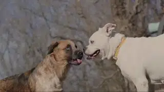 Best Animal Compilation #animalcompilation #tmshorts #animal #fight