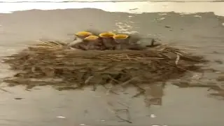 Who said birds aren't real meme (Clean)