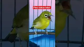 pleci dakun lokal ngalas #plecigacor