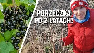 ROZMNAŻANIE CZARNEJ PORZECZKI - aktualizacja sadzonek po 2 latach