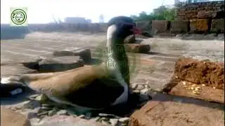 अपशकुनी समजला जाणारा पक्षी, टिटवी | Titavi Bird | Titvi Bird | Red-Wattled Lapwing Bird | Bird |