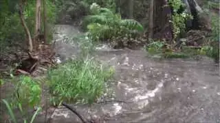 Witton Creek Moore Park flows January 2013