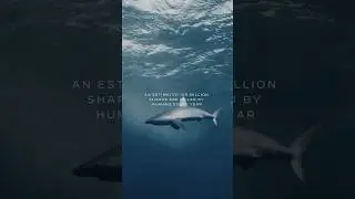 Sharks keep our ocean alive. #shark #savesharks #savetheocean #oceanlife #diving #a