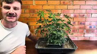 Banyan Style Schefflera Bonsai | Directional Pruning, Ramification & Repotting Guide - 2025