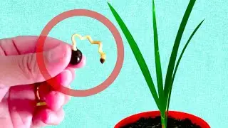 Grow Palms from Seeds - SIMPLE EXPLANATION