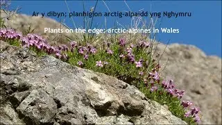 Arctic Alpines - Planhigion Arctig Alpaidd