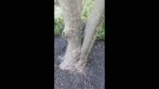A lesson on included bark