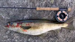 Uferangeln in Norwegen - Pollack auf Sandaal Fliege / Saltwater fly fishing - Pollock on sandeel fly