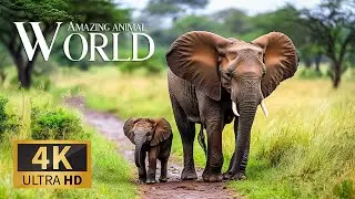 Amazing Animal World 4K 🌍 Stunning Wildlife & Tranquil Beaches with Evening Melodies for Free Sleep
