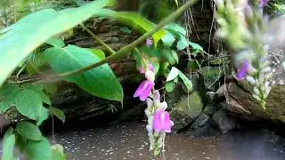 Thermal Baths | Ba&ntilde;os Termales | Chazuta  Peru | 2022