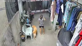 #loveanimals #careforanimals #respectanimals #dog #goldenretriever #family #baby #cctv #views #like 
