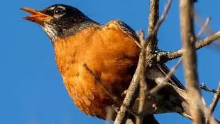 American robin bird call / song / sounds