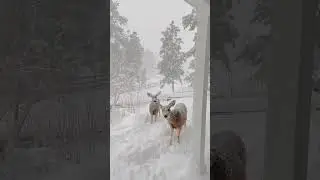 Polar deer's 🦌🦌🦌