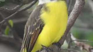 Bentevizinho-de-penacho-vermelho (muia zëtëtës)