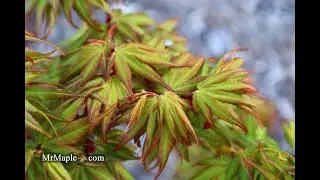 Acer palmatum 'Koi' Dwarf Japanese Maple