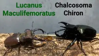 EP.118 Stagbeetle vs 3 horned beetle insects Pokemon Digimon battle exotic pets #beetle #pokemon #vs