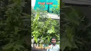 #shortvideo #love #viralvideo #ytshorts #youtubeshorts #tree #lover #funny #like #shorts #vlog