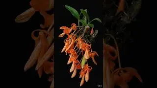 Dendrobium Unicum #dendrobium #dendrobiumunicum #hoangthaodoncam
