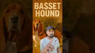 BASSET HOUND #cachorro #caesdeca&ccedil;a #americanfoxhound