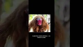 🐒 Uakari: The Bald Monkey with a Red Face