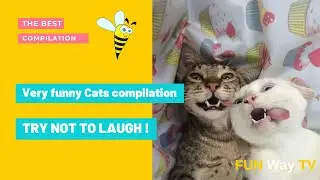 Funny cat 😺 videos 2021 | TRY NOT TO LAUGH 😂 | Very funny Cats compilation 😹