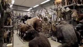 Staatliches Museum f&uuml;r Naturkunde Stuttgart