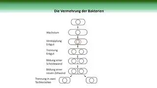 Vermehrung von Bakterien (Zweiteilung) | BiologieKompakt