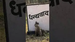 Monkey #funny #love #animalsighting #1million  #tiger