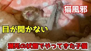 猫風邪で目が塞がった子、その後の猫生