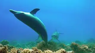 Oceans Our Blue Planet 2018 DOCU 2160p BluRay