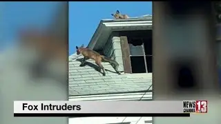 Abandoned property in Cohoes becomes fox refuge