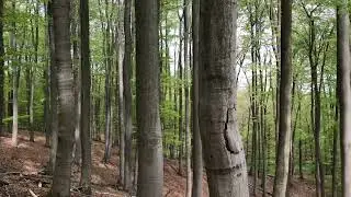 20 Sekunden Uckermark - im Buchenwald