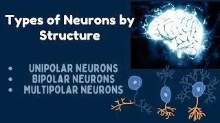 Types of Neurons | Unipolar, Bipolar, and Multipolar Neurons