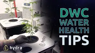 Water Health | Deep Water Culture Hydroponics
