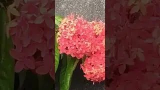 Beautiful Ixora Coccinea Blooming in My Garden | Flame of the Woods