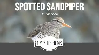Spotted Sandpiper ~ 1 Minute Films