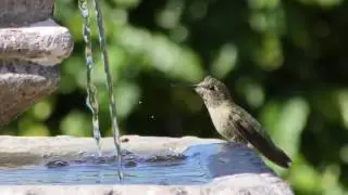 Birds around Bird Bath Slow Motion test