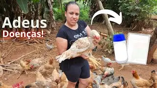 2 Produtos que Transformaram o Cuidado com Minhas Galinhas e Pintinhos!