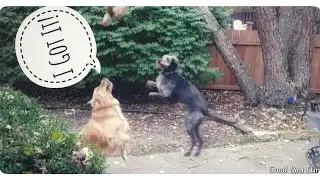 Epic Sneak Attack Interception: Catching Toy Bird - Good Day Fun