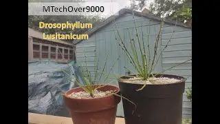 Drosophyllum Lusitanicum Care